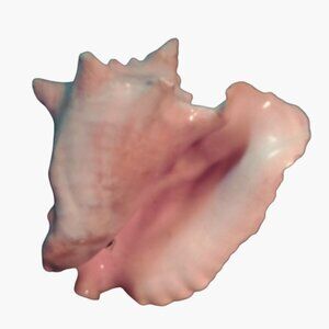 Large Natural Conch Shell